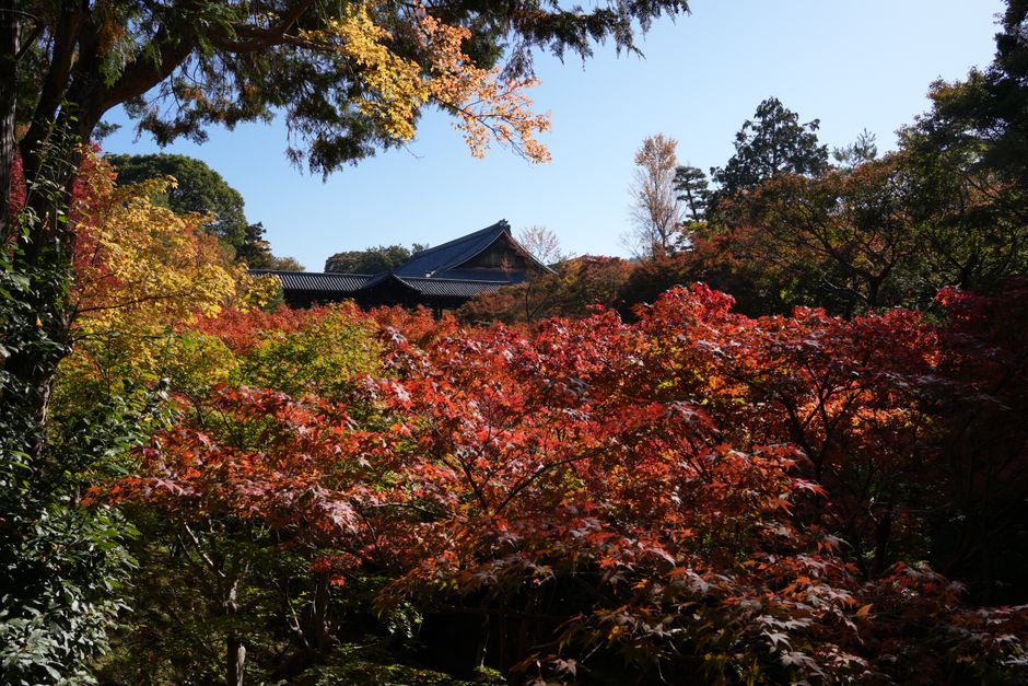 秋の京都の寺院の風景