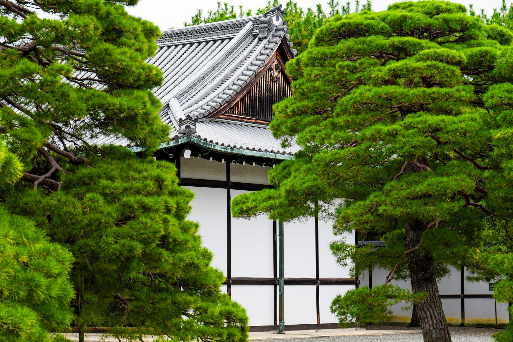 松の木々に囲まれた日本の伝統的な寺院建築