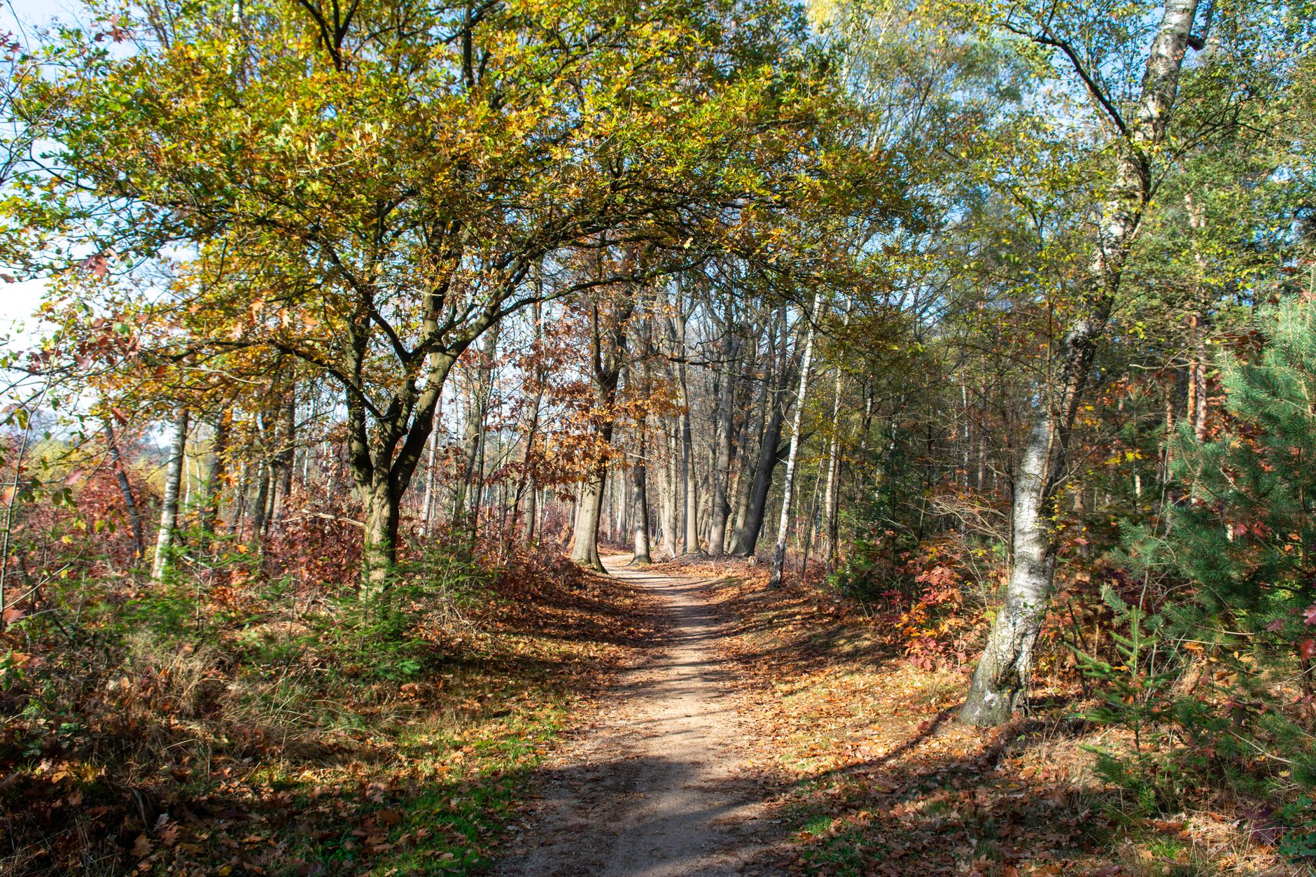 紅葉に彩られた静かな山道の散策路