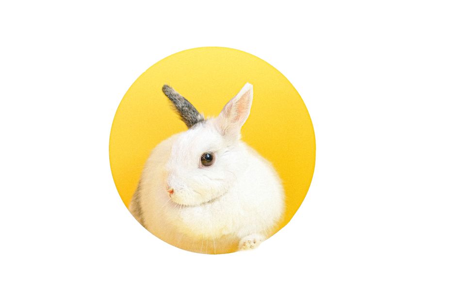 白いうさぎのぬいぐるみ