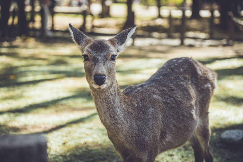 奈良公園で鹿が佇む風景