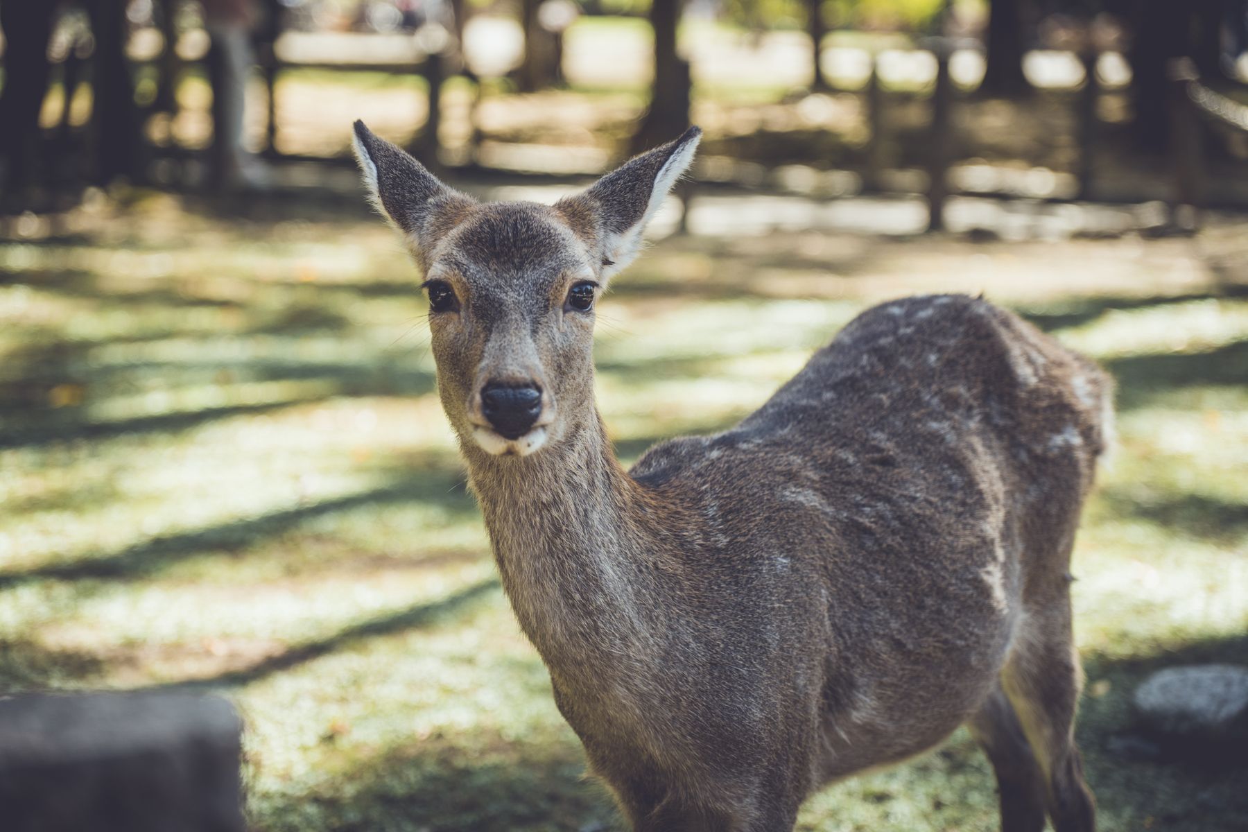 奈良公園で鹿が佇む風景