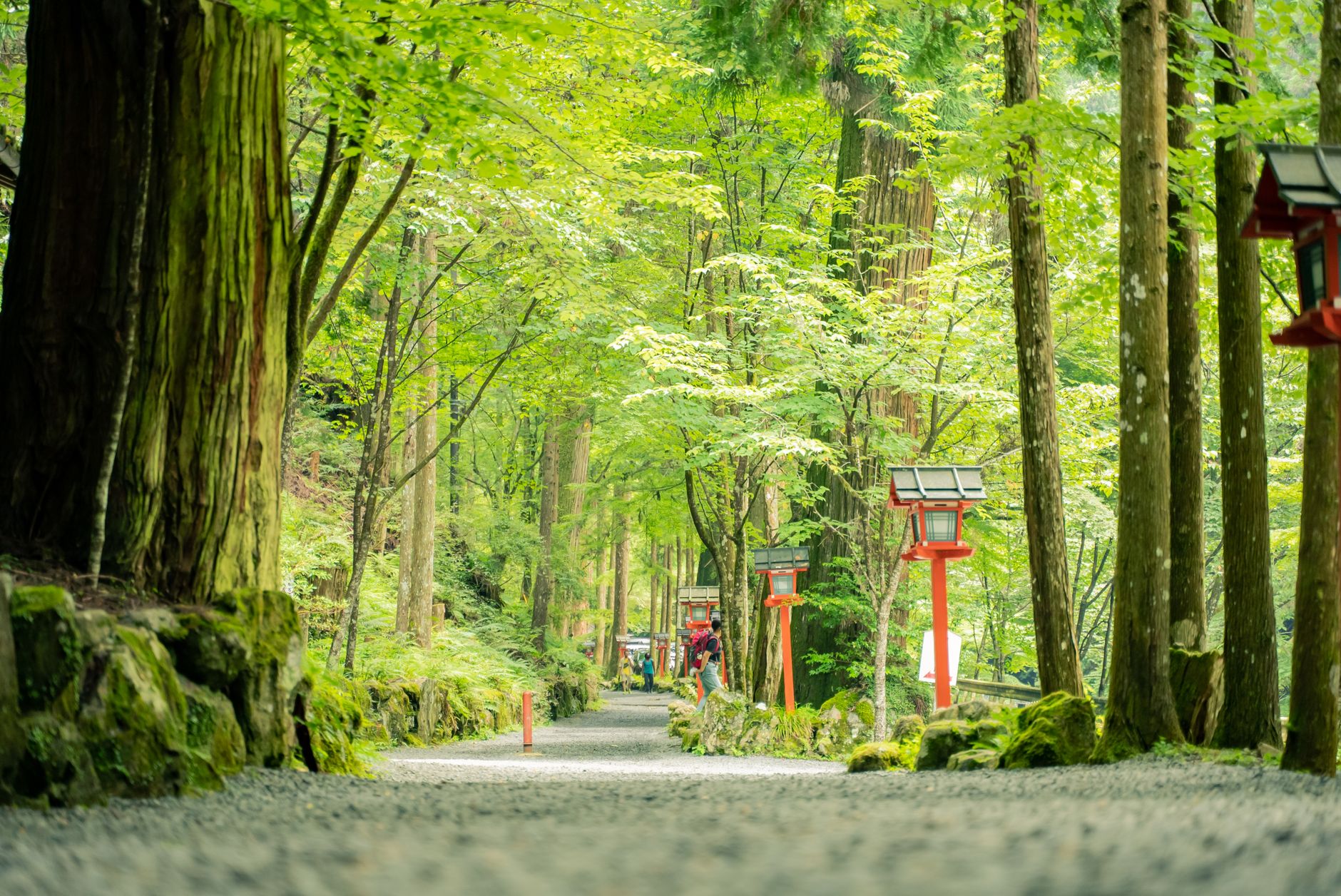 下鴨神社・糺の森の参道イメージ