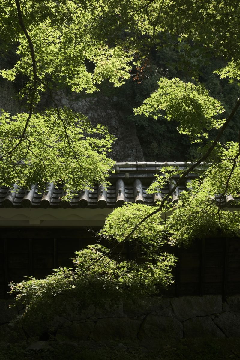 木漏れ日が差し込む森