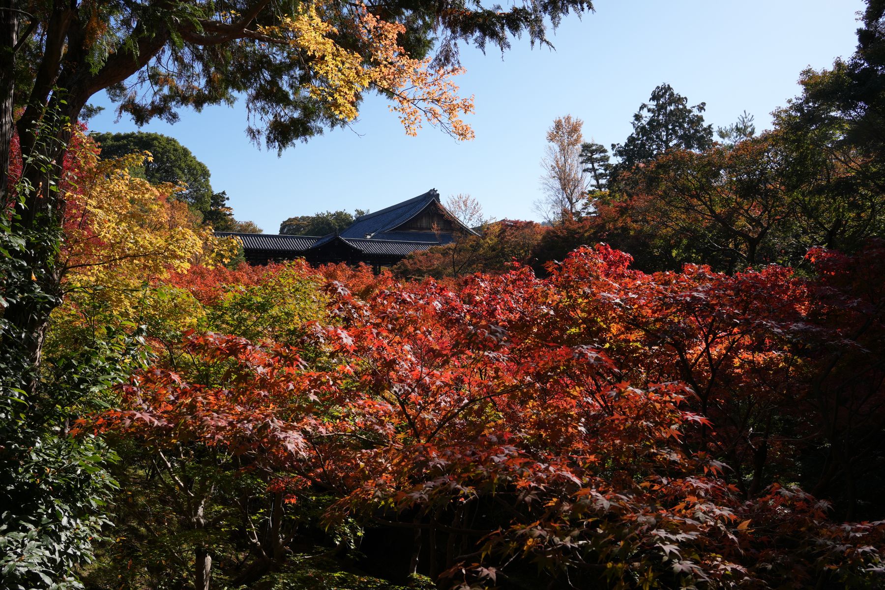 京都の寺院と紅葉