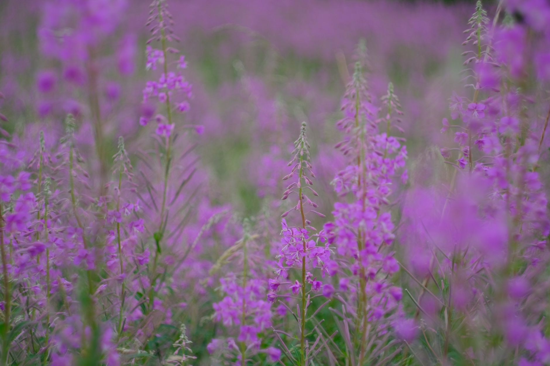 野の花