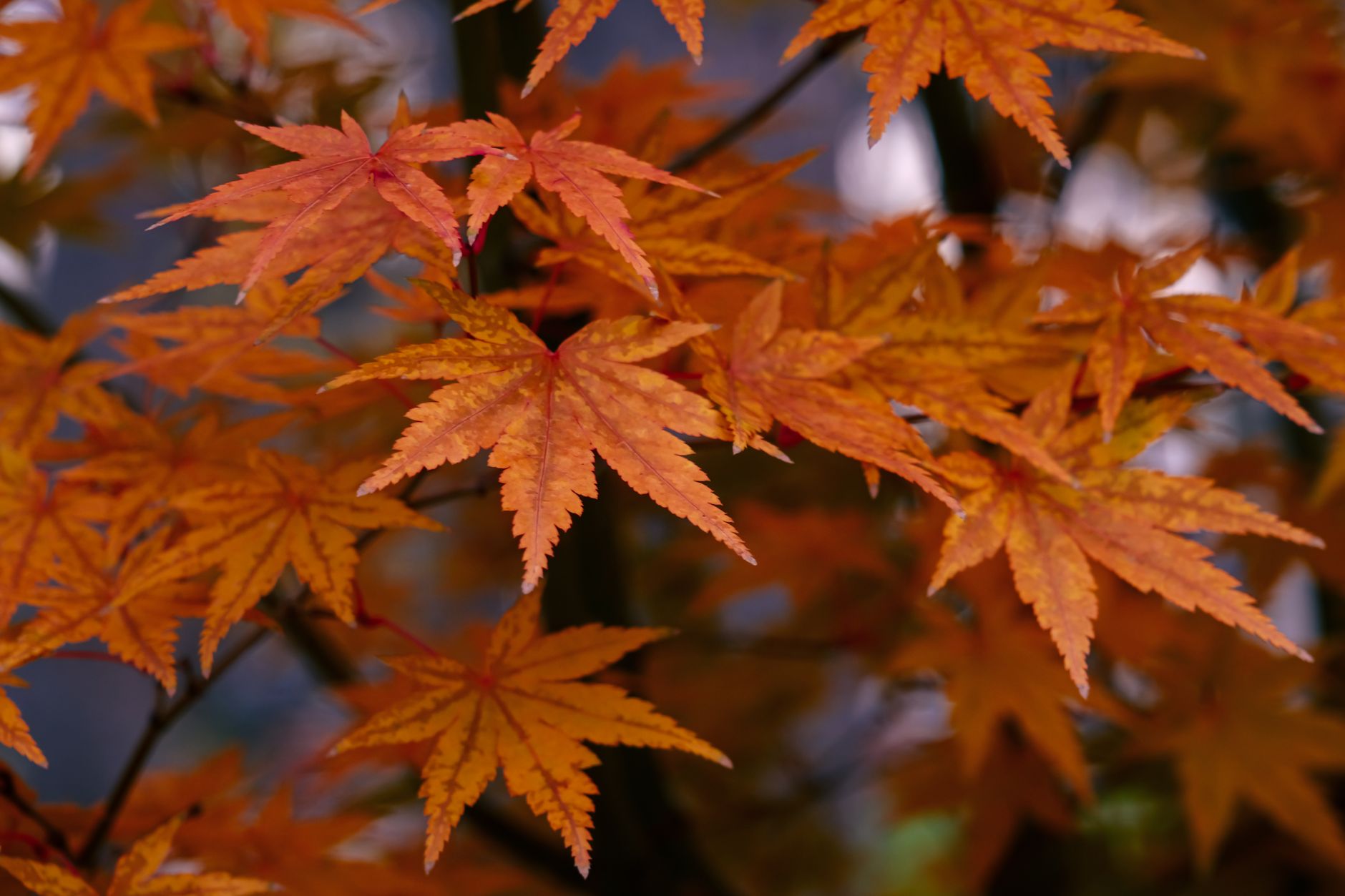 色づいたモミジの紅葉のクローズアップ