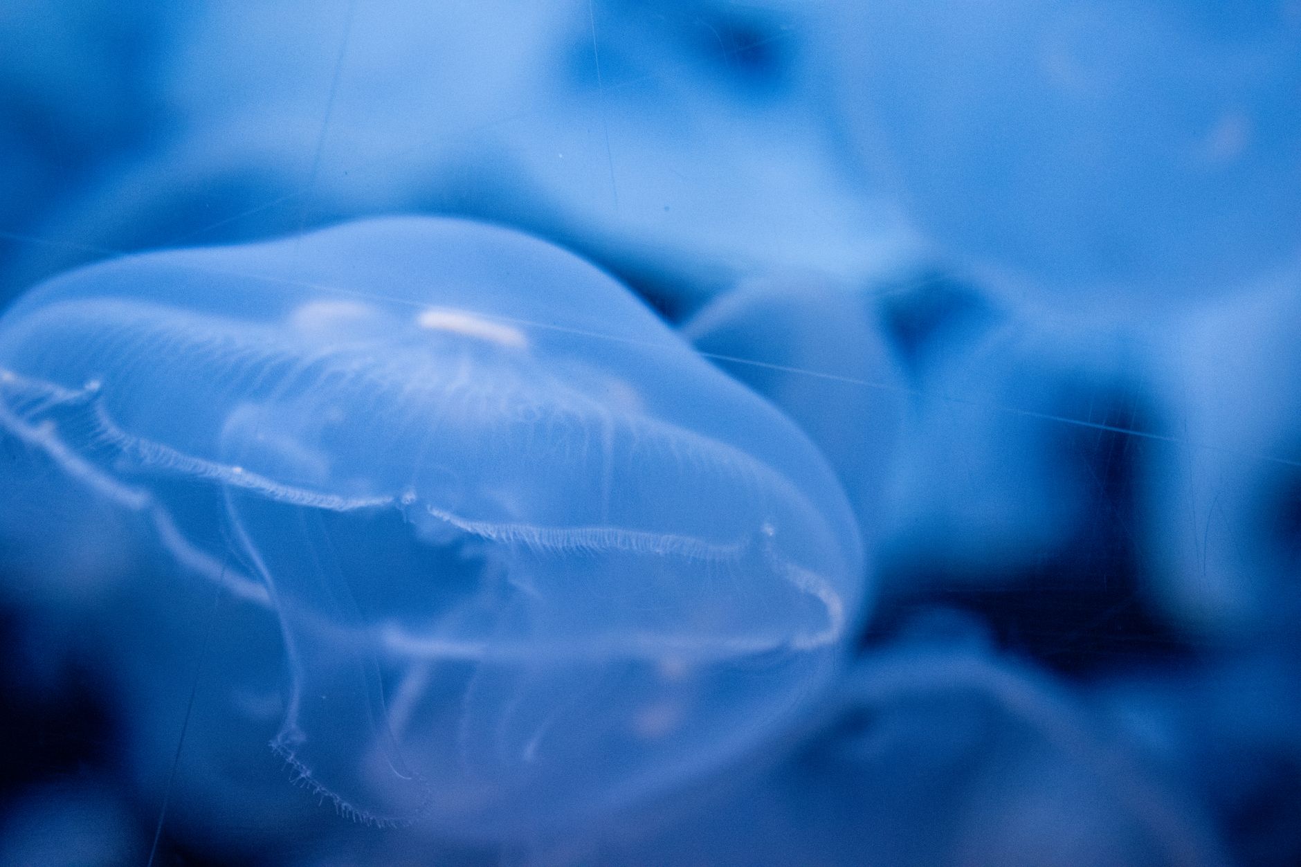 Captivating close-up of jellyfish showcasing their delicate translucent structure.