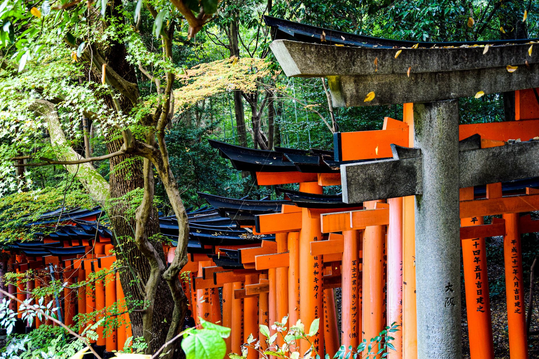 神社の鳥居と参道
