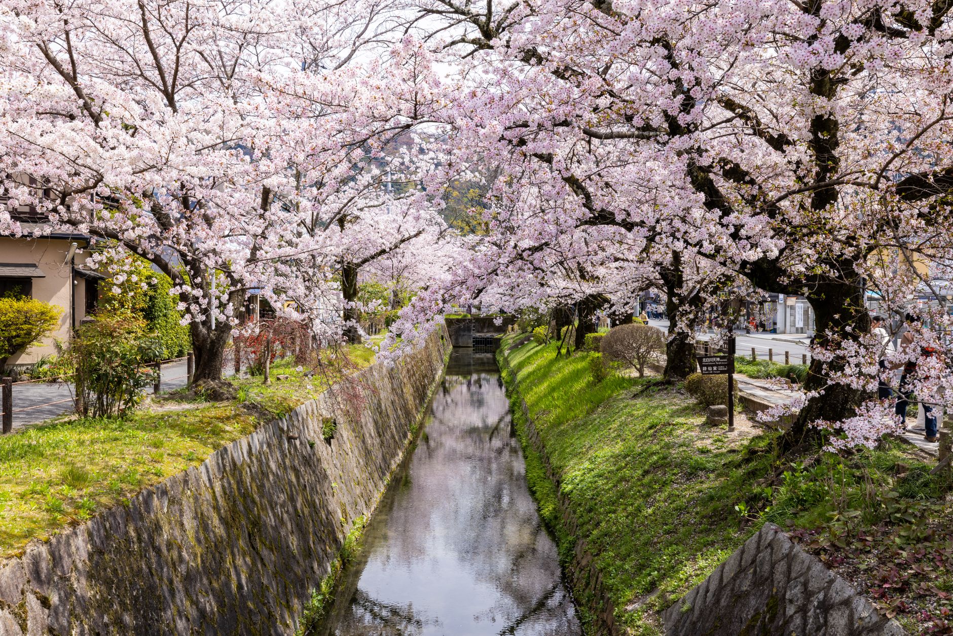 京都・哲学の道の散策路
